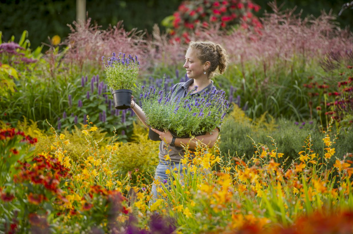 AFWM Ltd sponsors second annual RHS Garden Rosemoor Flower Show 2018