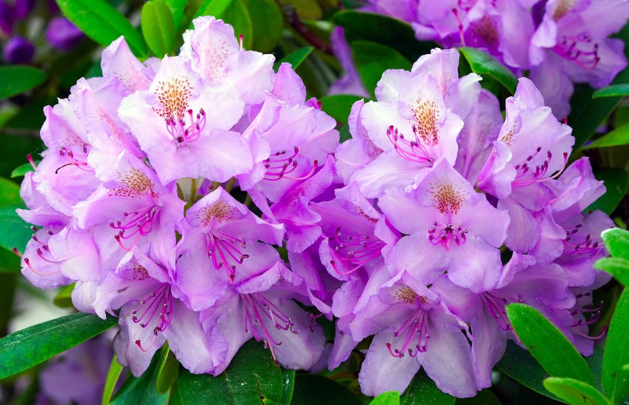 Supporting RHS National Rhododendron Show